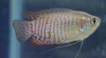 gourami09G.jpg